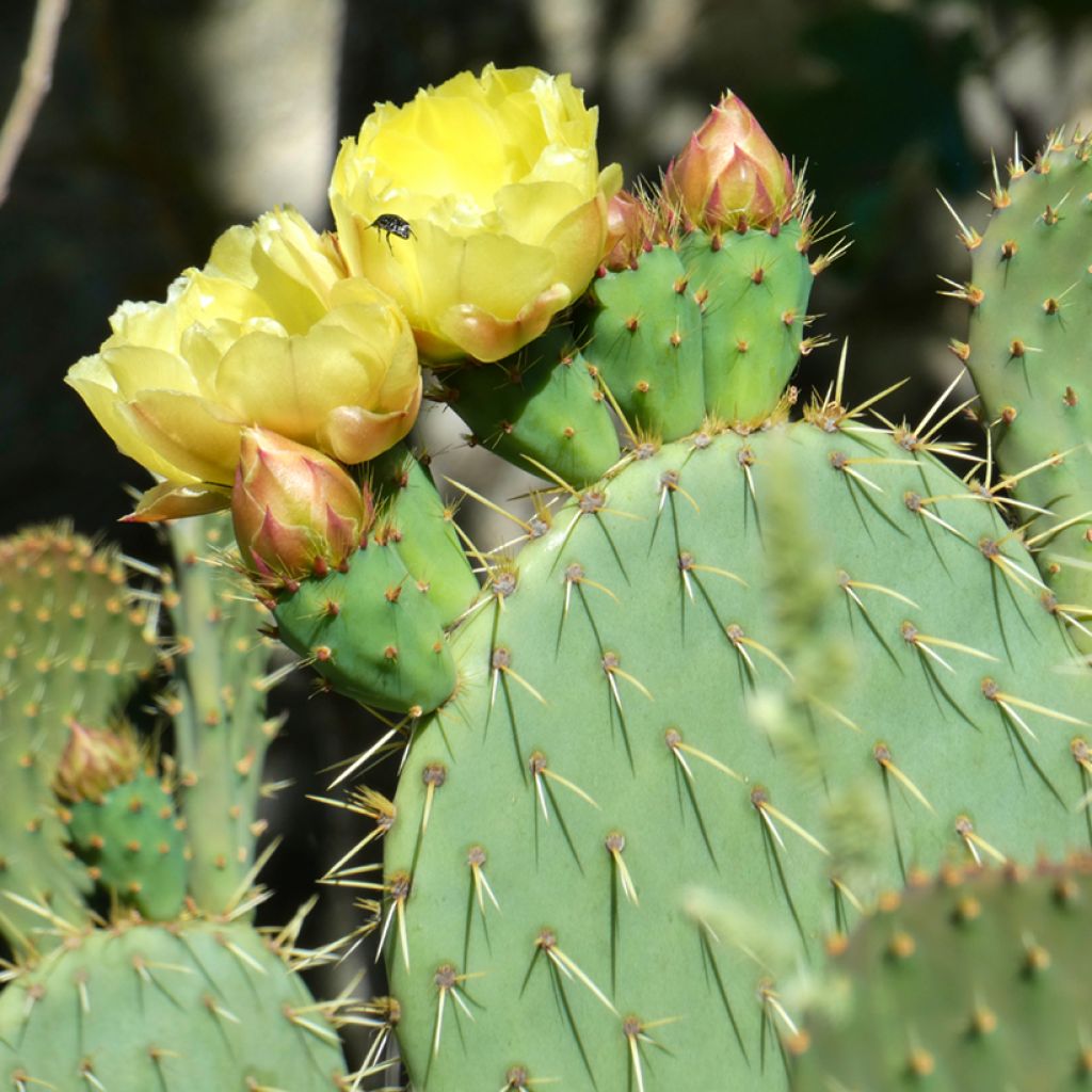 Opuntia scheeri - Prickly Pear