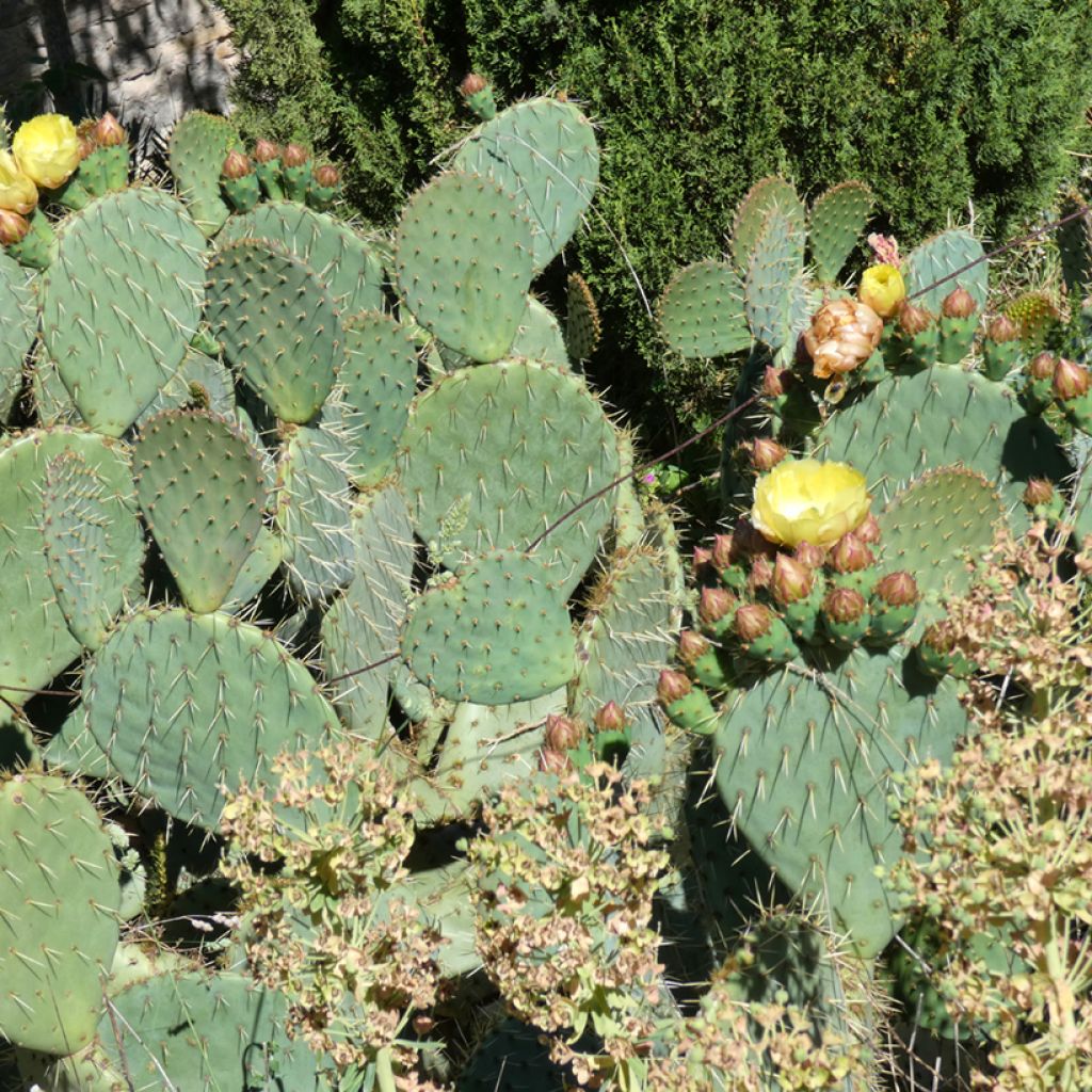 Opuntia scheeri - Prickly Pear