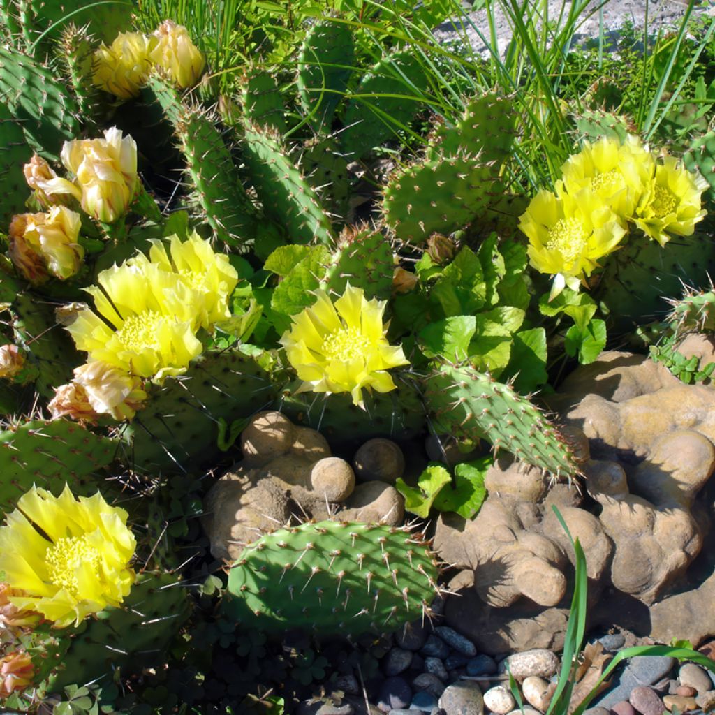 Opuntia semispinosa - Prickly Pear