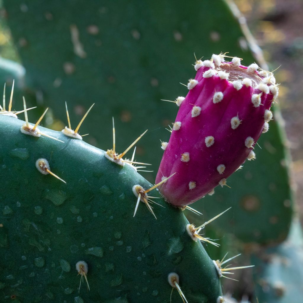 Opuntia tapana - Prickly Pear