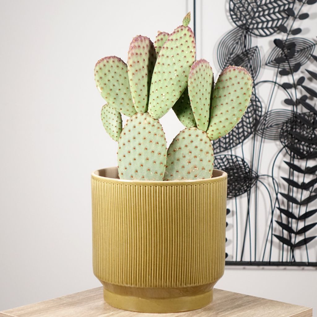 Opuntia microdasys - Prickly Pear