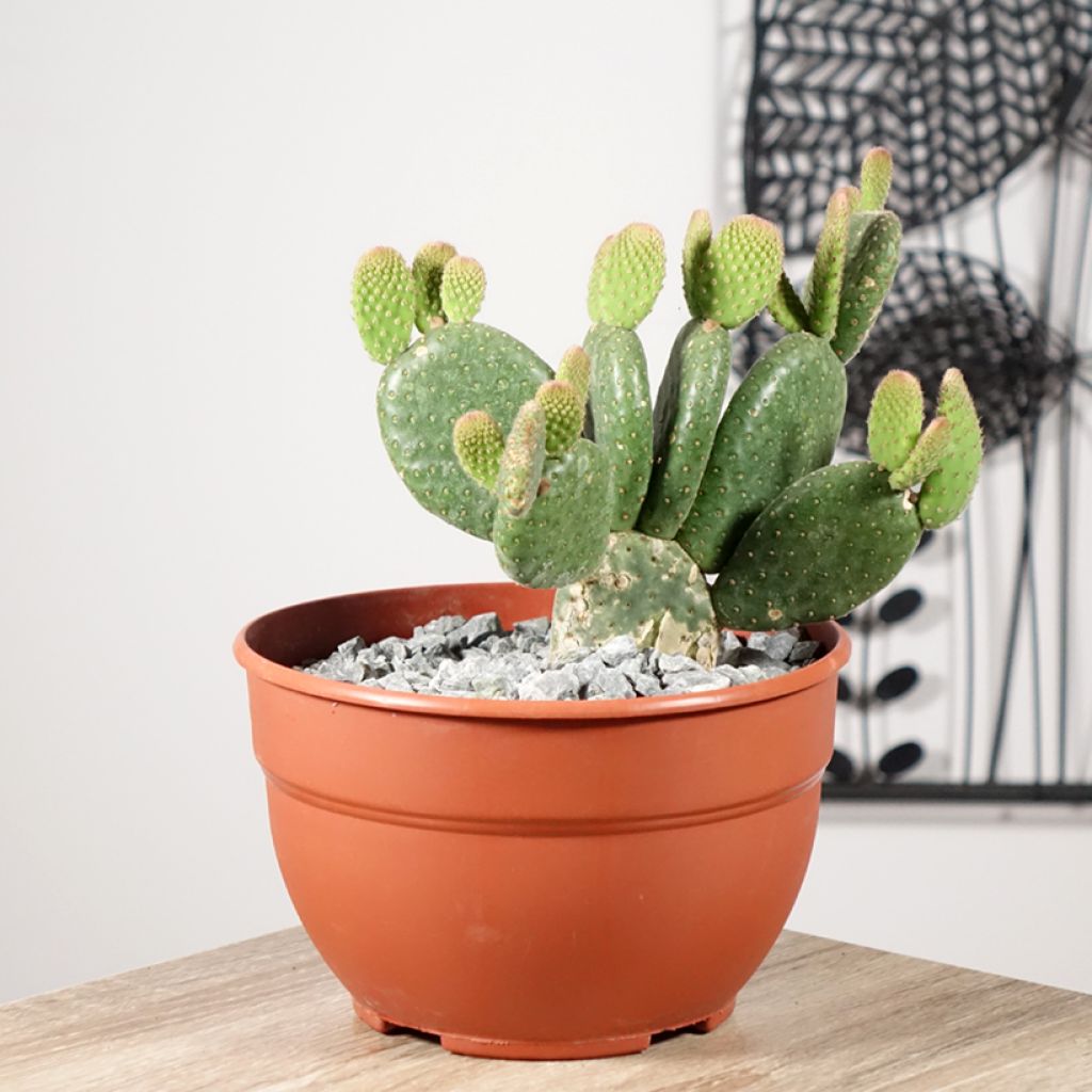 Opuntia microdasys Caress - Prickly Pear