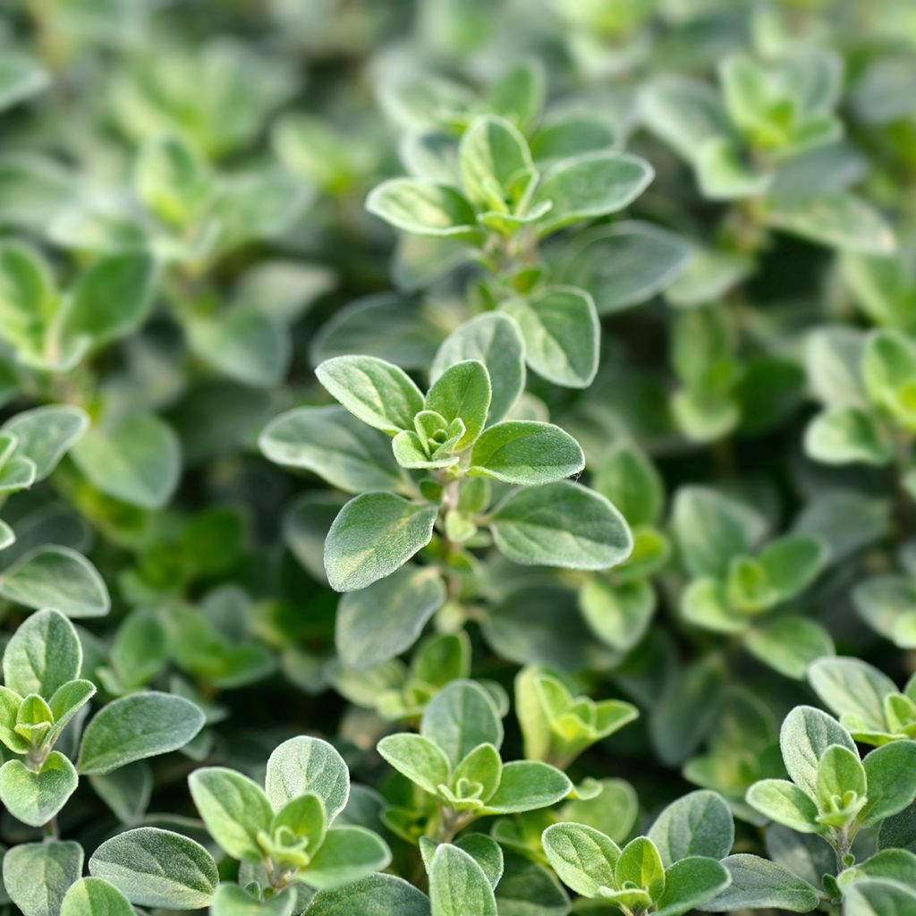 Origanum majorana