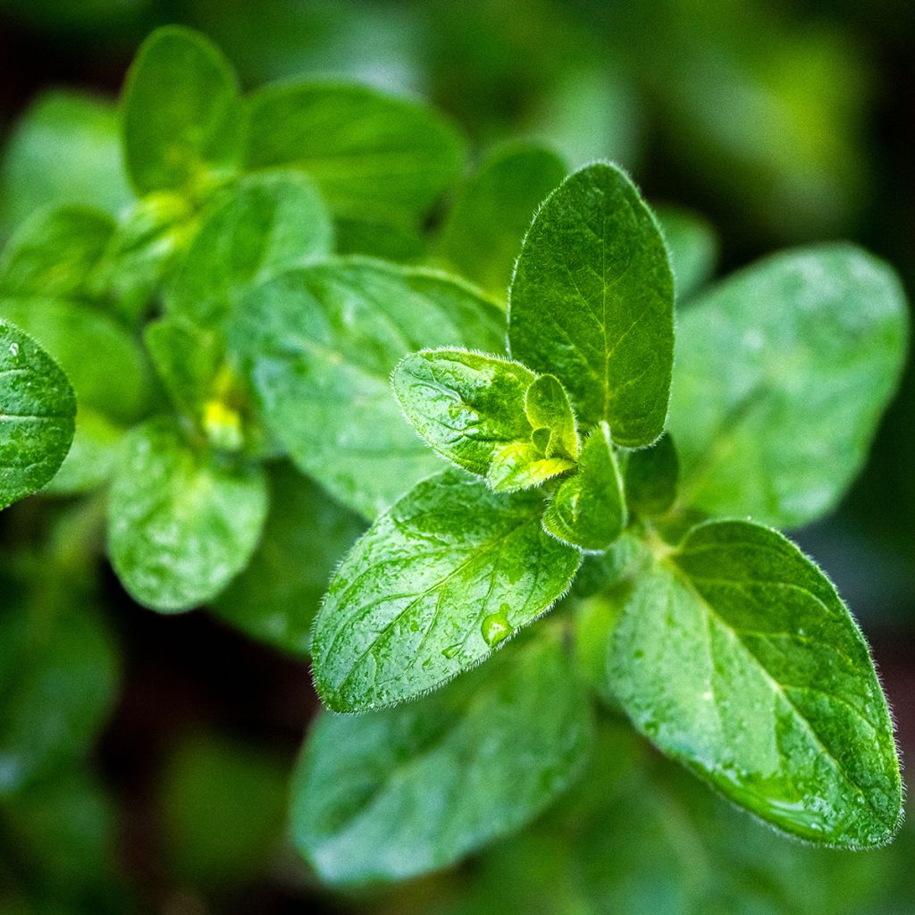 Origanum majorana