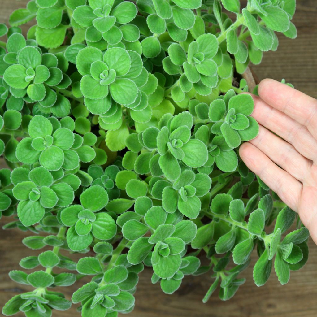 Cuban oregano - Plectranthus amboinicus