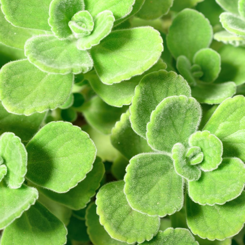 Cuban oregano - Plectranthus amboinicus