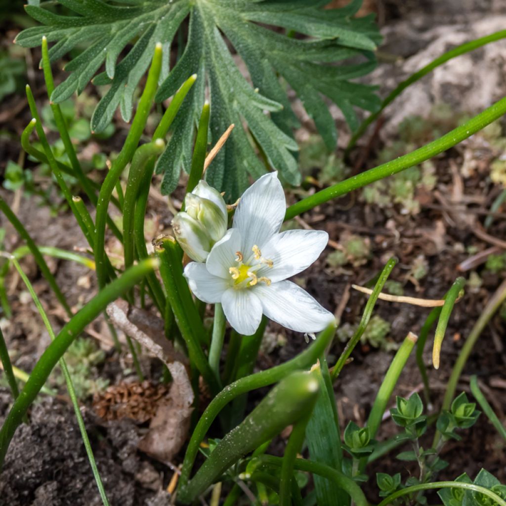 Ornithogalum White Trophy