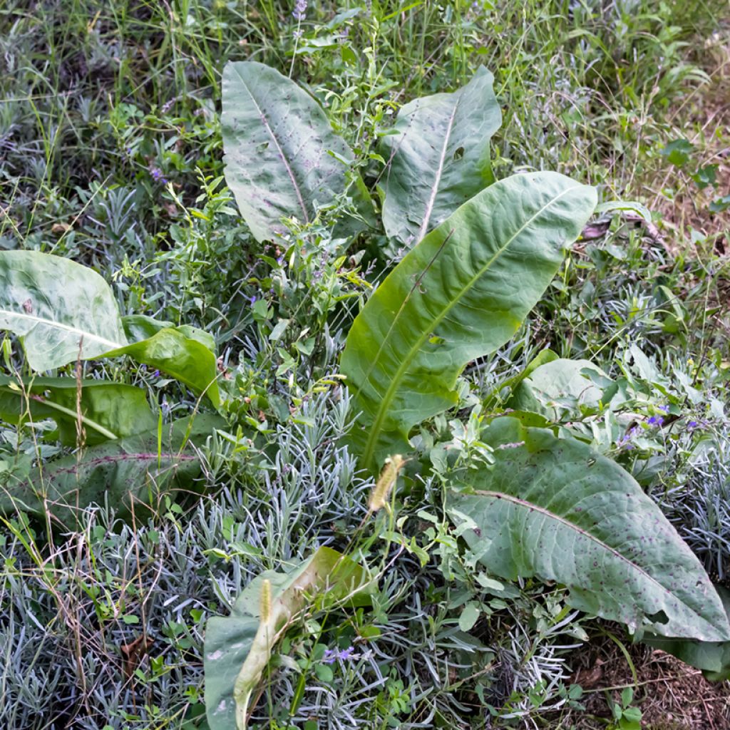 Organic Patience Dock - Rumex patientia