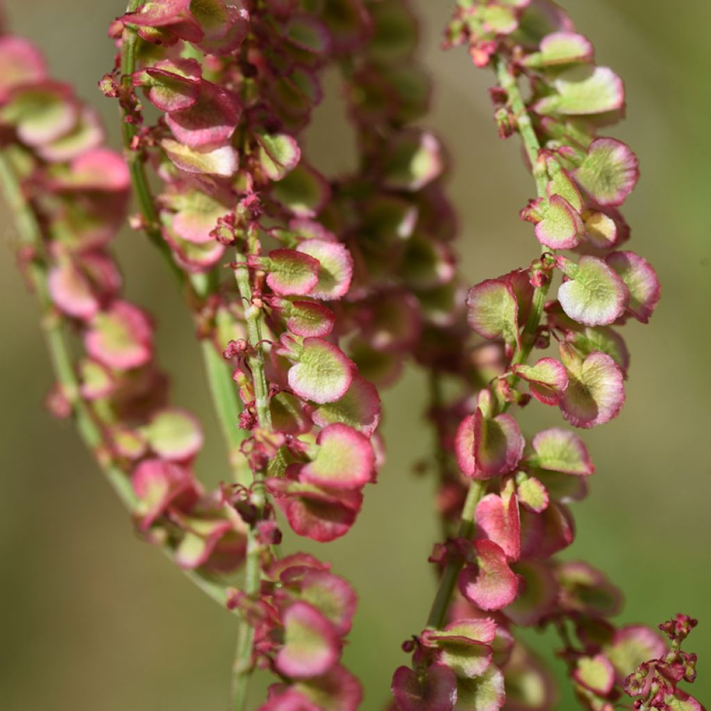 Wild sorrel - Rumex acetosa - seeds