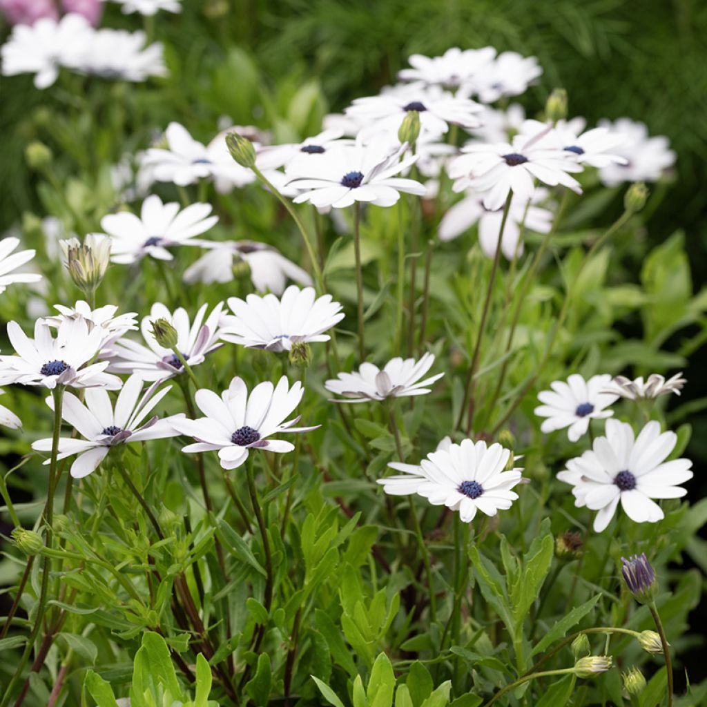 Osteospermum Glistening White - Cape Daisy