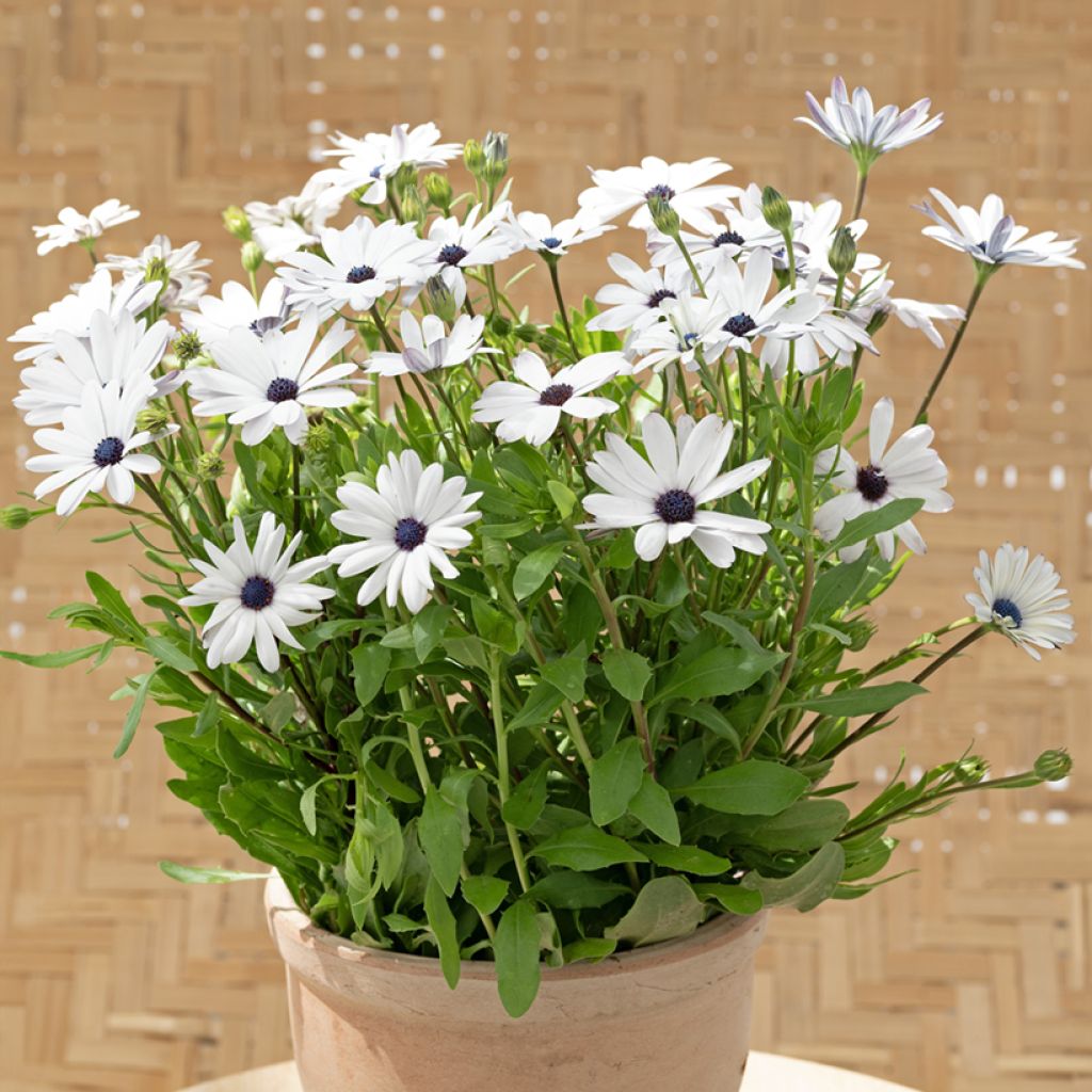 Osteospermum Glistening White - Cape Daisy
