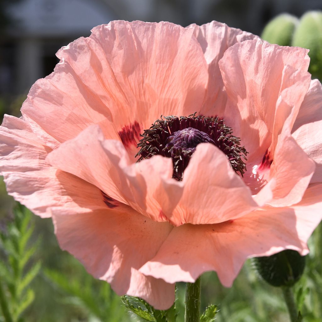 Papaver orientale Mrs Perry - Oriental Poppy 