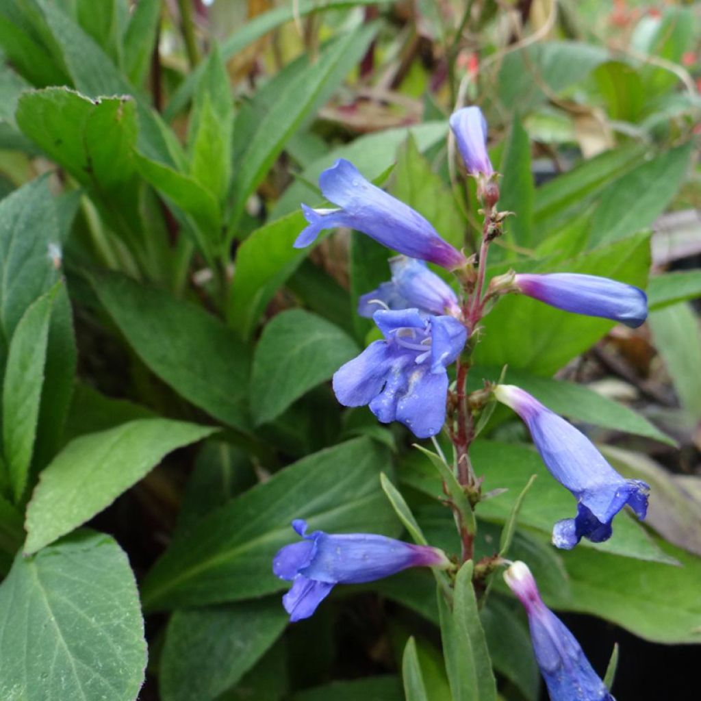 Penstemon x heterophyllus Blue Spring