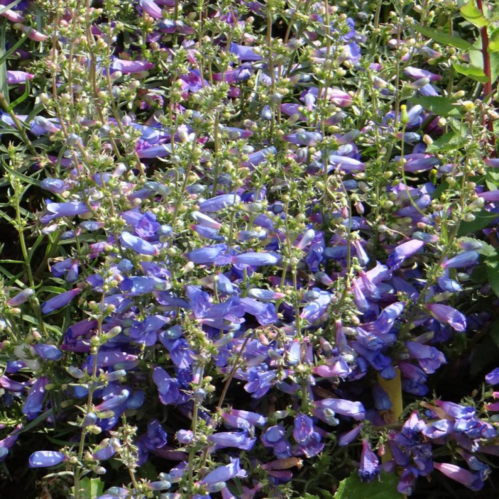 Penstemon x heterophyllus Blue Spring