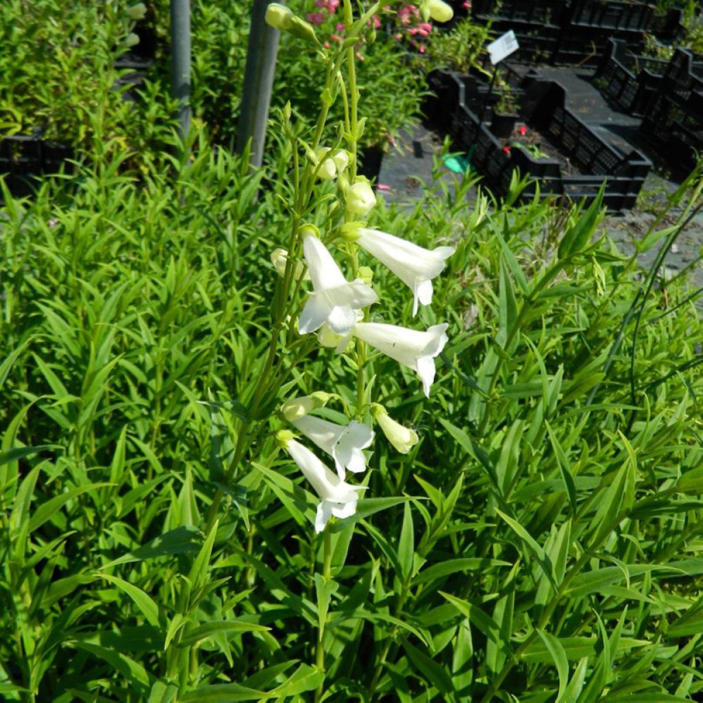 Penstemon x hybrida Pensham Wedding Day