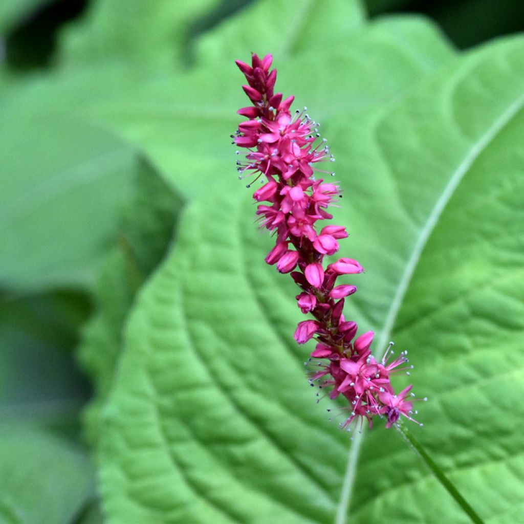 Persicaria amplexicaulis Amethyst Summer