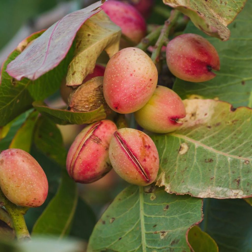 Pistacia vera Kerman