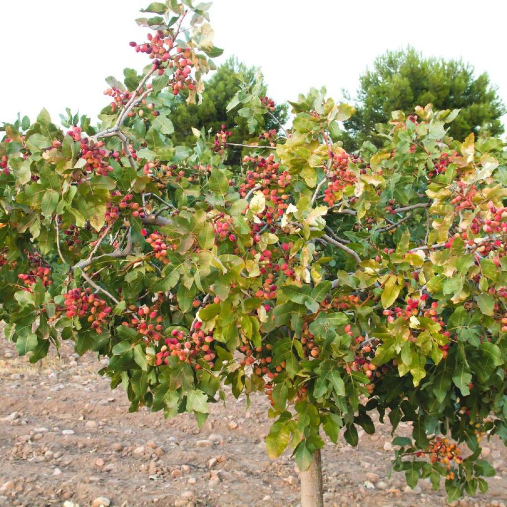 Pistacia vera Kerman