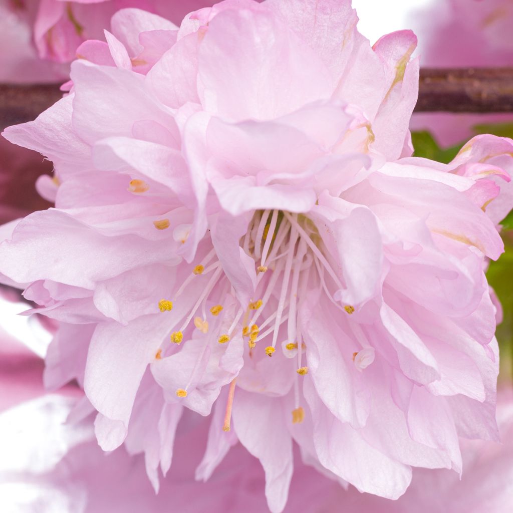 Prunus triloba Rosenmund - Flowering Almond