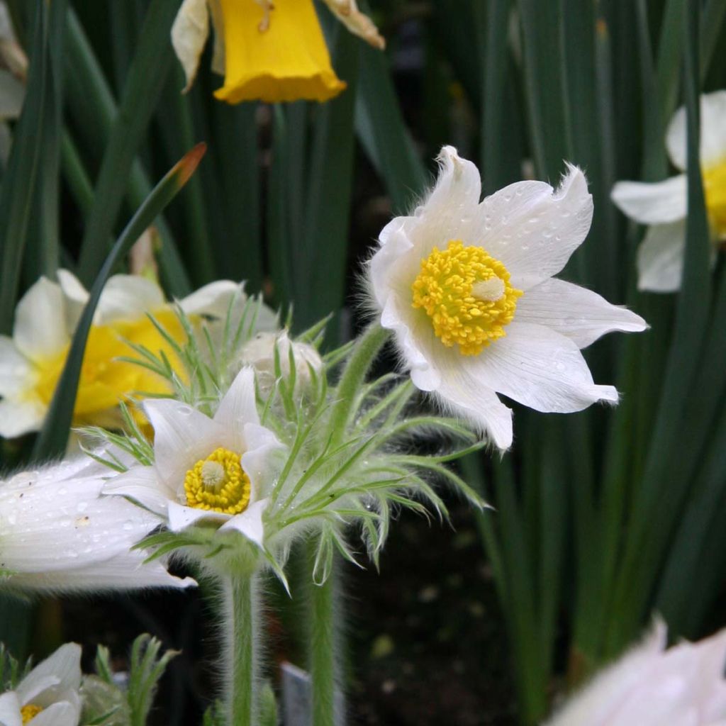 Pulsatilla vulgaris Alba - Anémone pulsatille