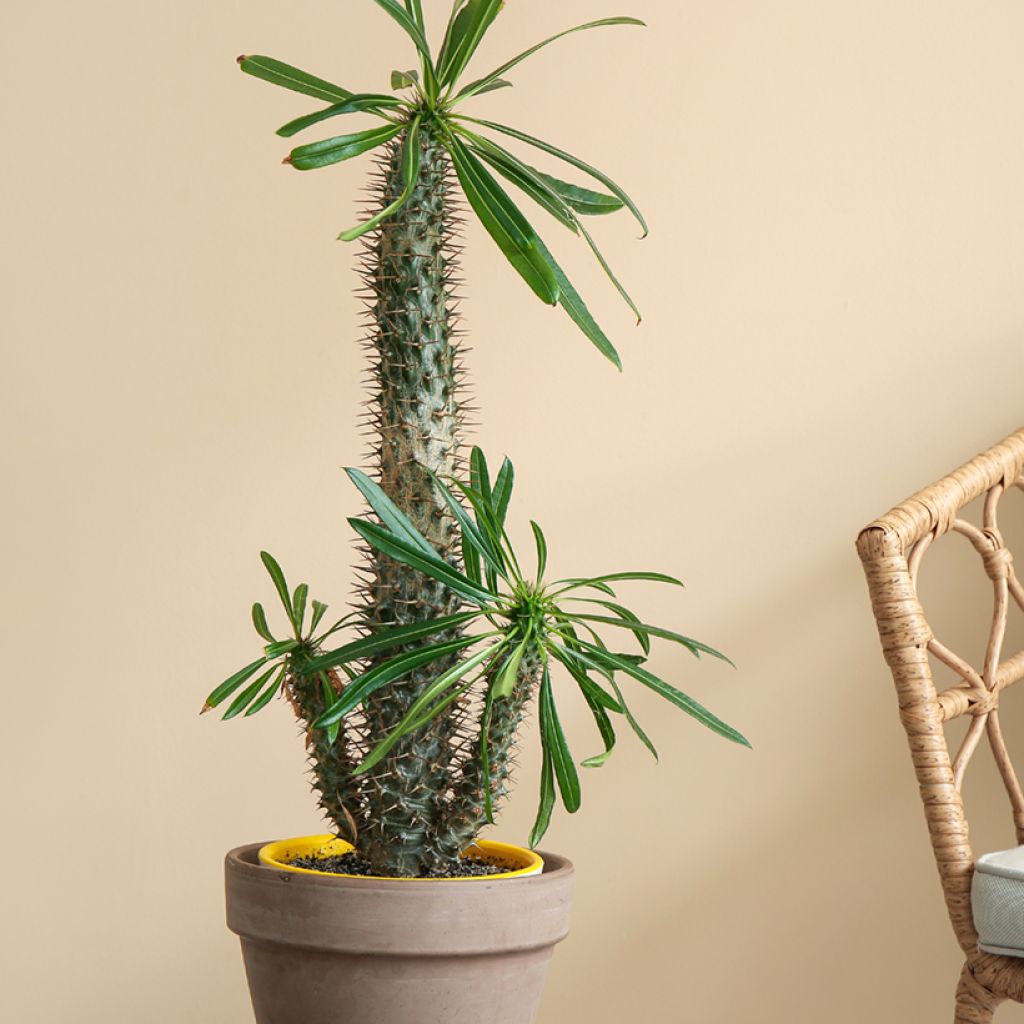 Pachypodium lamerei - Madagascar palm