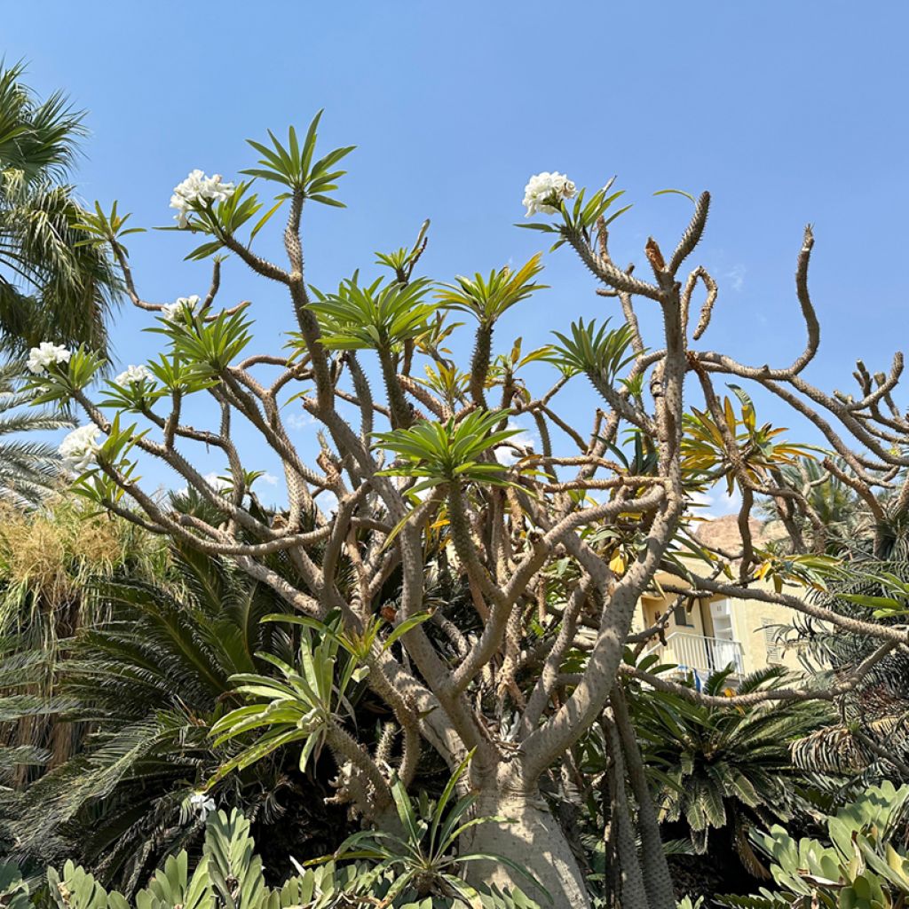 Pachypodium lamerei - Madagascar palm