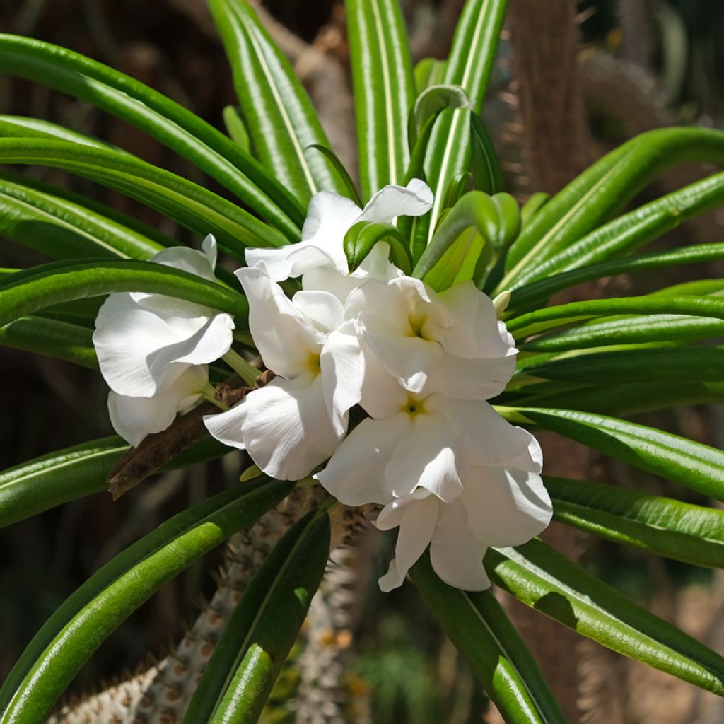 Pachypodium lamerei - Madagascar palm