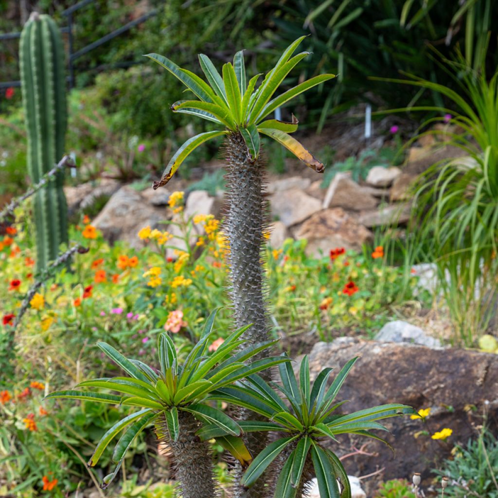 Pachypodium lamerei - Madagascar palm