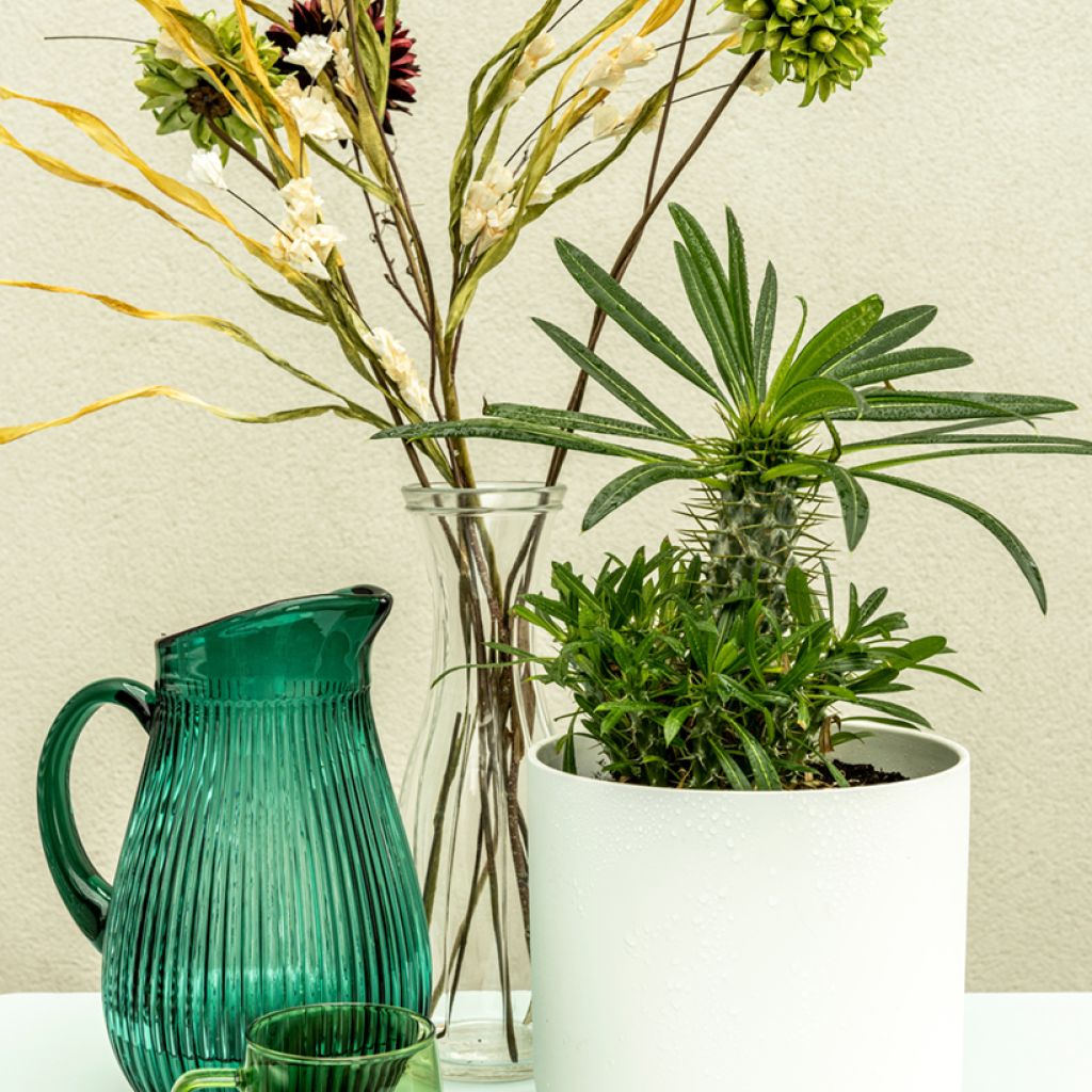 Pachypodium lamerei - Madagascar palm