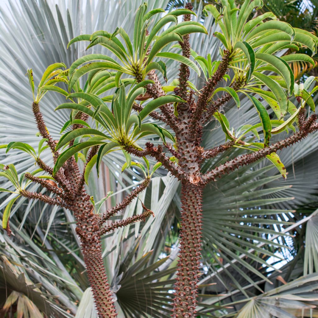 Pachypodium lamerei - Madagascar palm