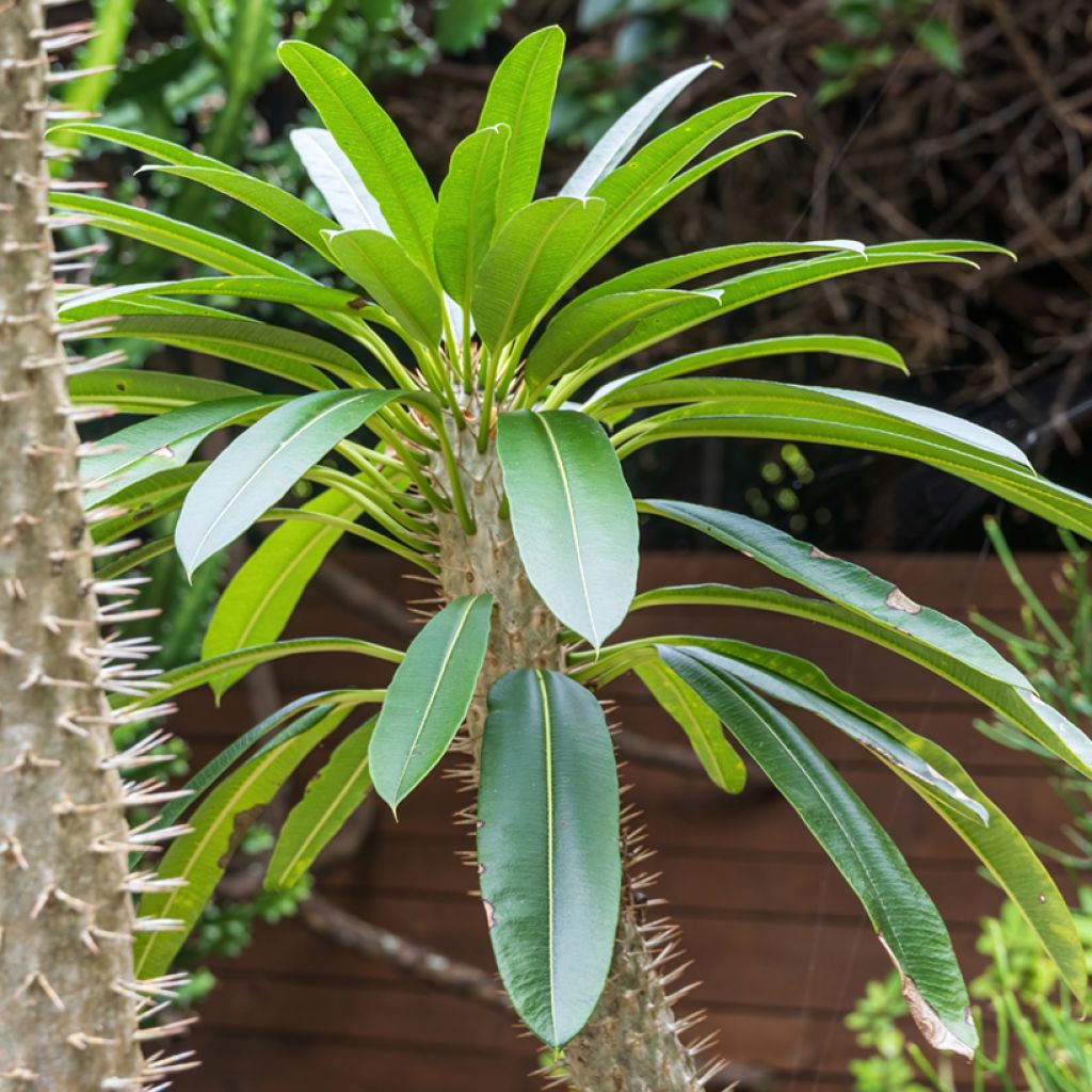 Pachypodium lamerei - Madagascar palm