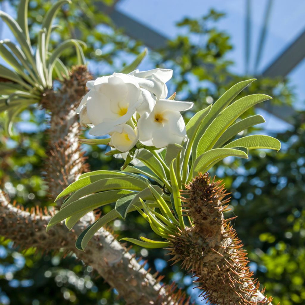 Pachypodium lamerei - Madagascar palm