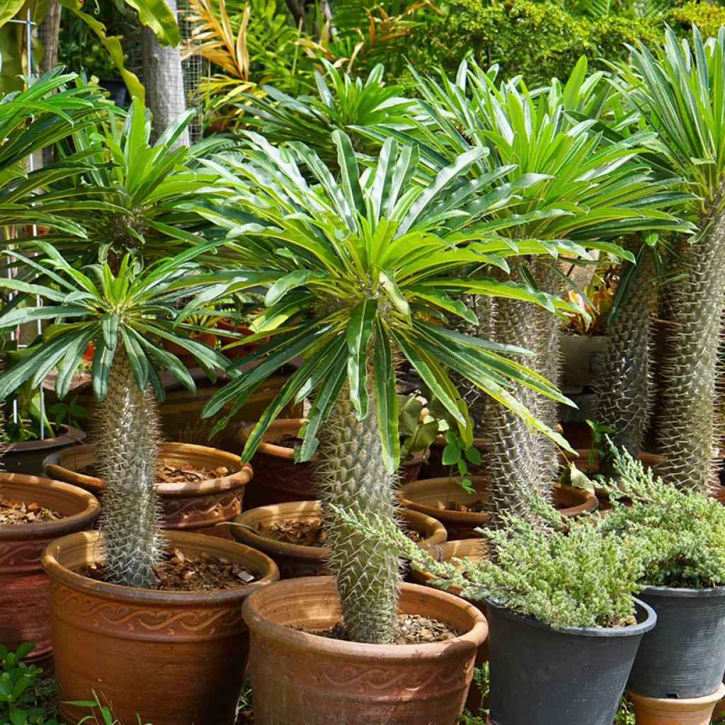 Pachypodium lamerei - Madagascar palm