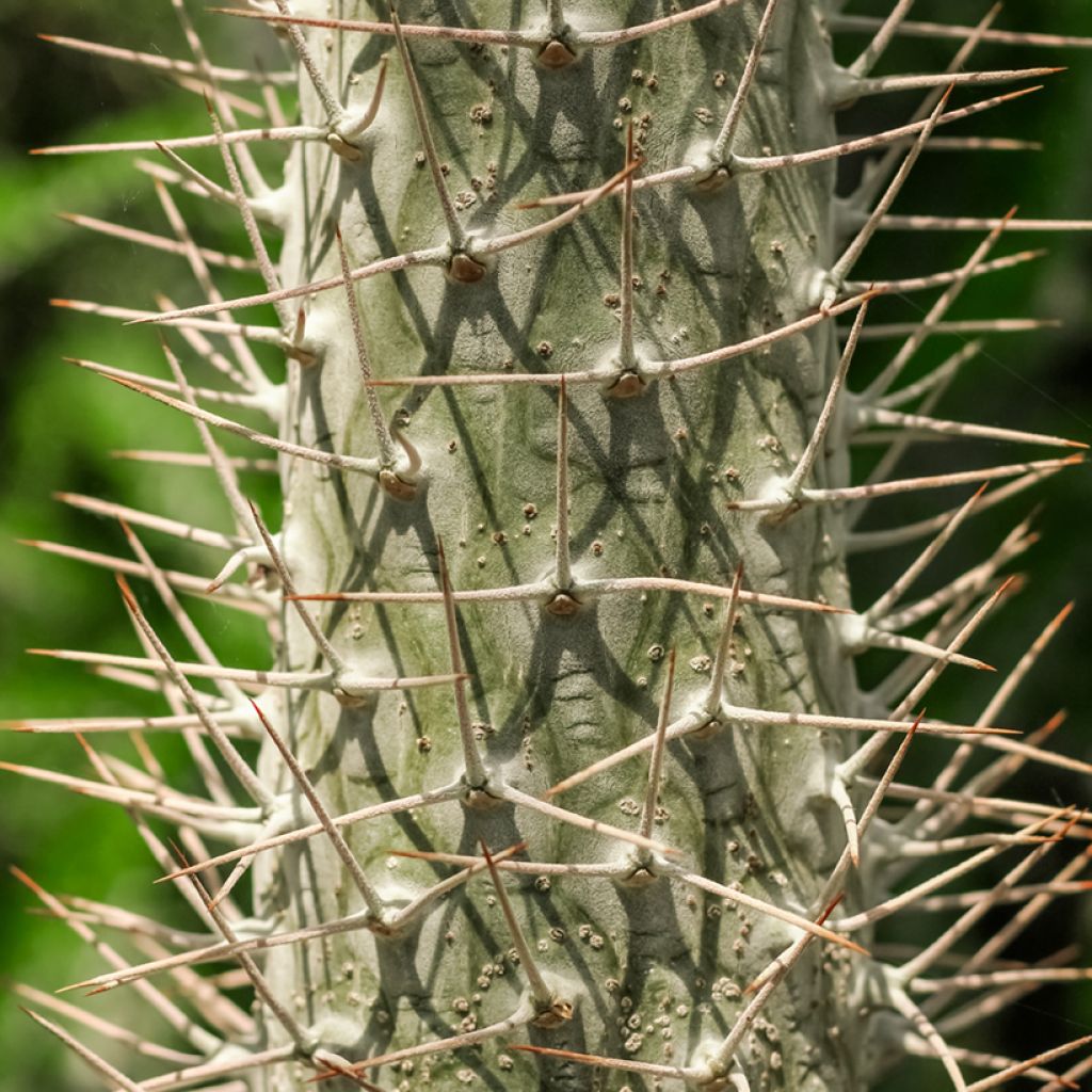 Pachypodium lamerei - Madagascar palm