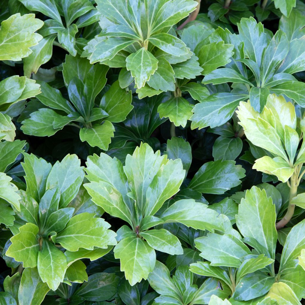 Pachysandra terminalis Green Sheen - Japanese Spurge