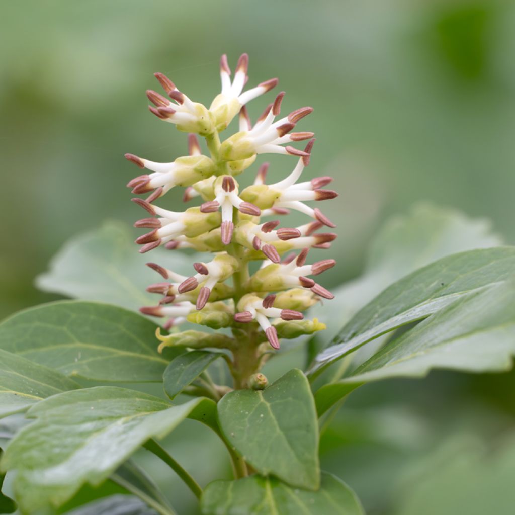 Pachysandra terminalis - Japanese Spurge