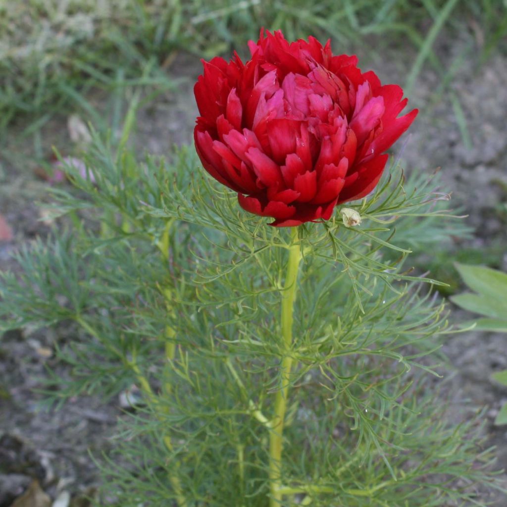 Paeonia tenuifolia Plena