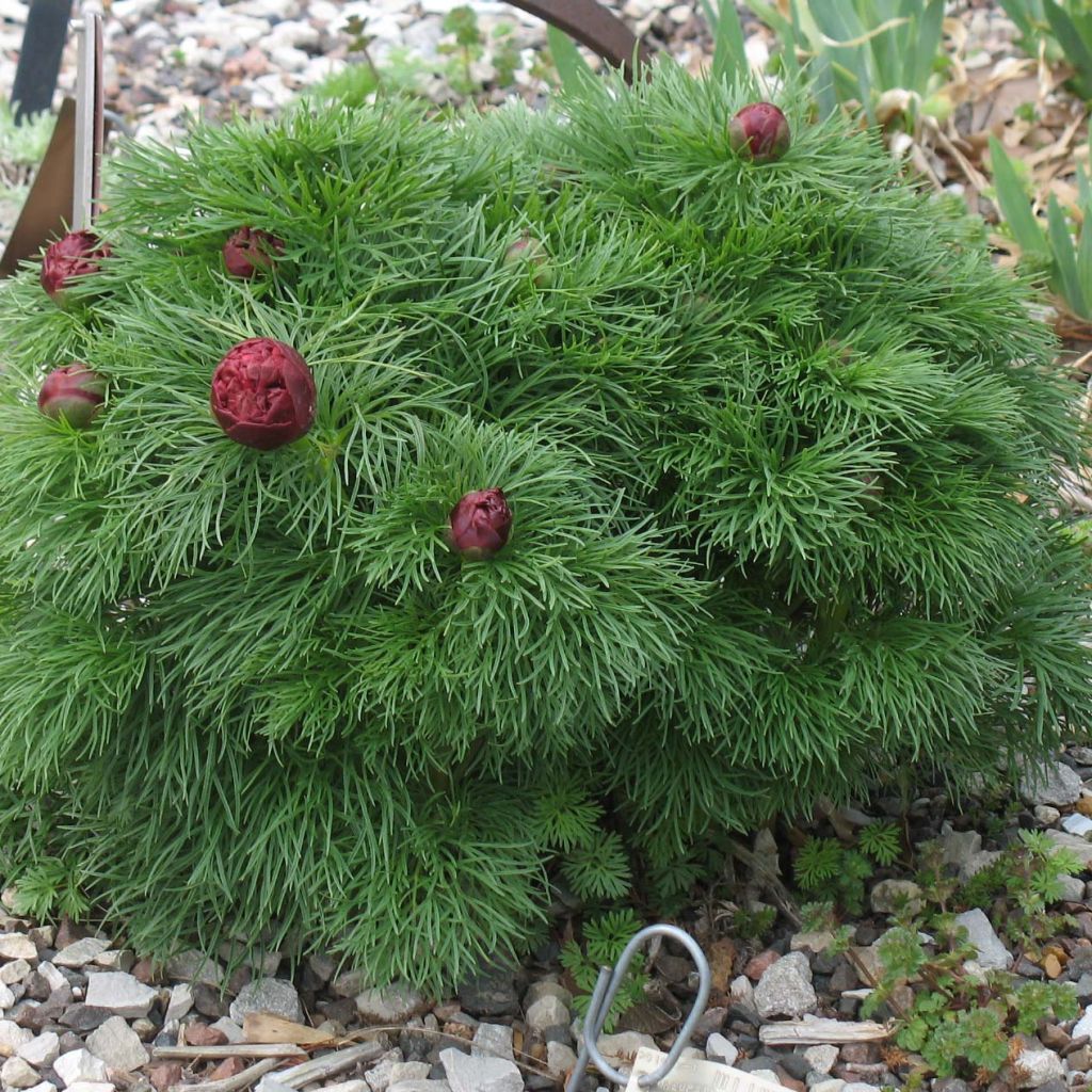 Paeonia tenuifolia Plena