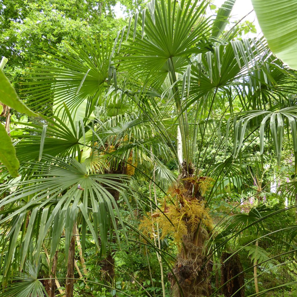 Trachycarpus fortunei - Chinese Windmill Palm