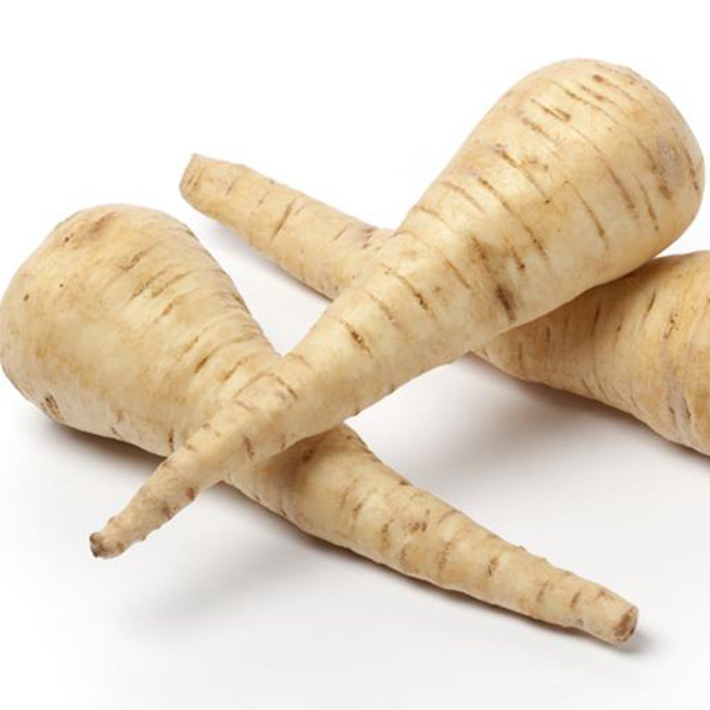 Parsnip Tender And True - Ferme de Sainte Marthe Seeds