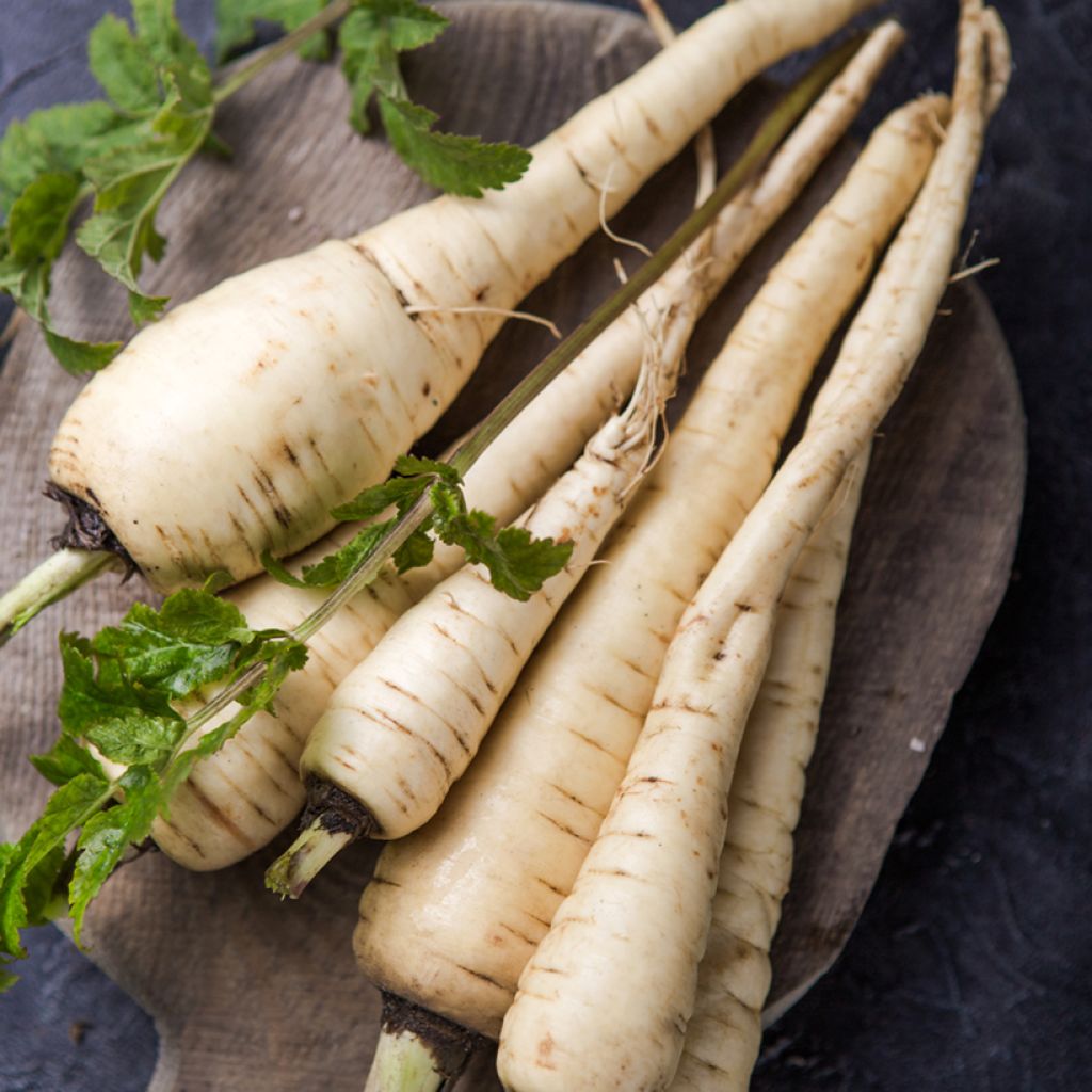 Parsnip Tender And True - Ferme de Sainte Marthe Seeds