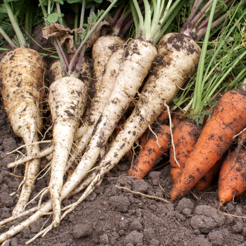 Parsnip Half Long Guernsey - Ferme de Sainte Marthe Seeds