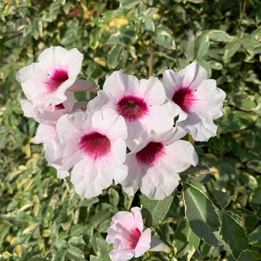 Pandorea jasminoides Variegata - Bignone faux jasmin 