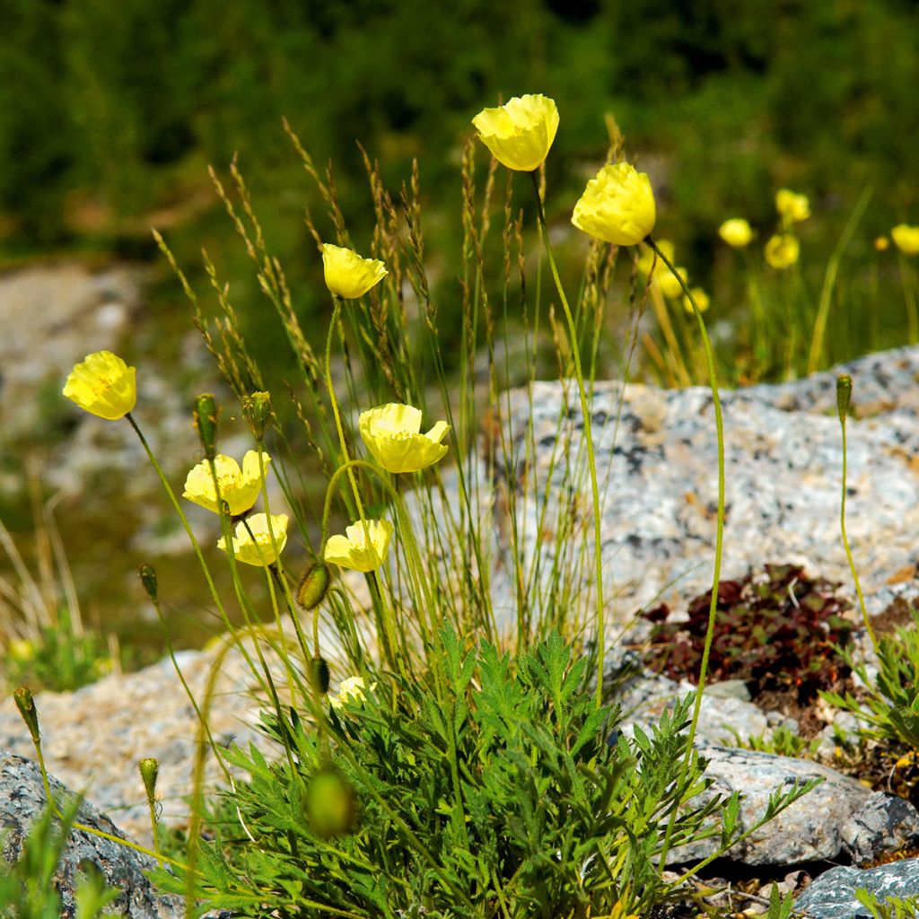 Papaver alpinum - Alpine poppy