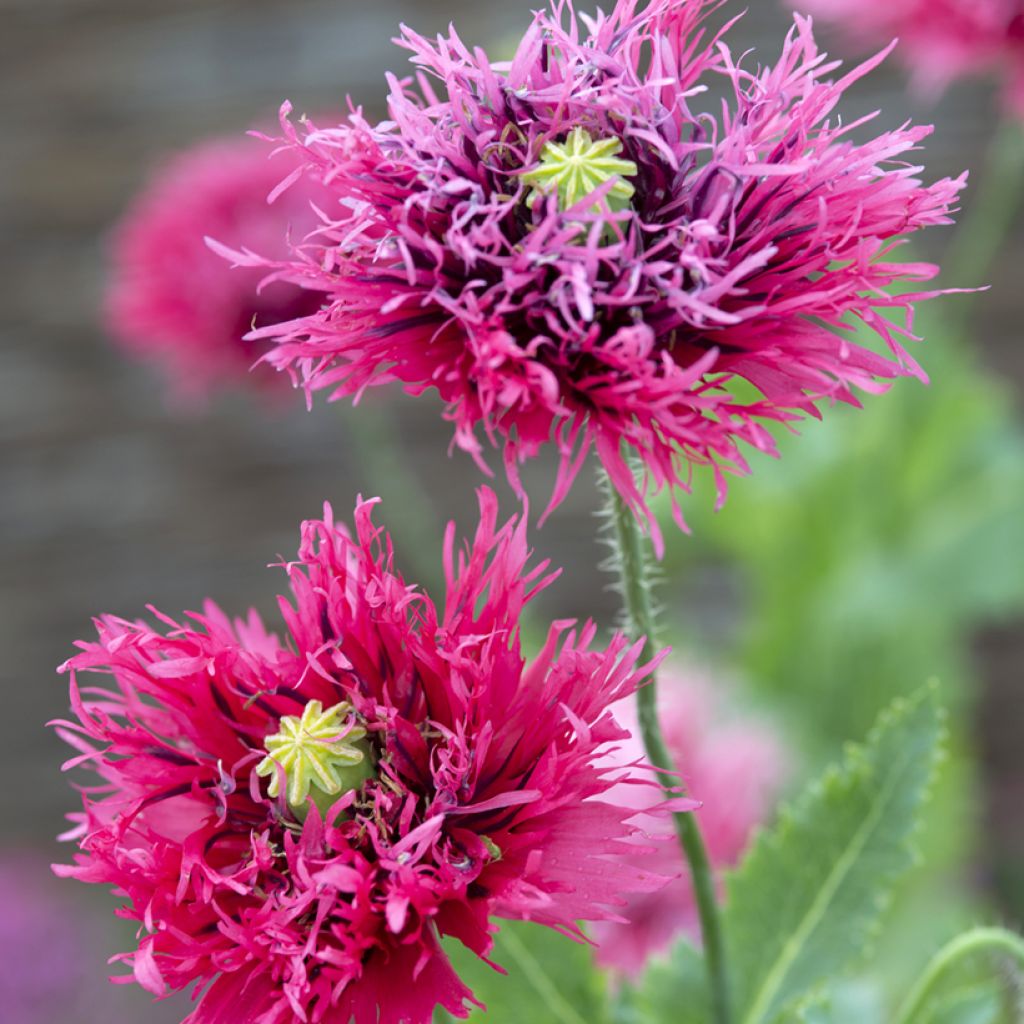 Papaver somniferum Rose Feathers - Opium Poppy seeds