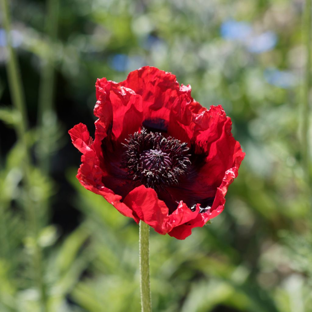 Papaver bracteatum Seeds - Iranian Poppy