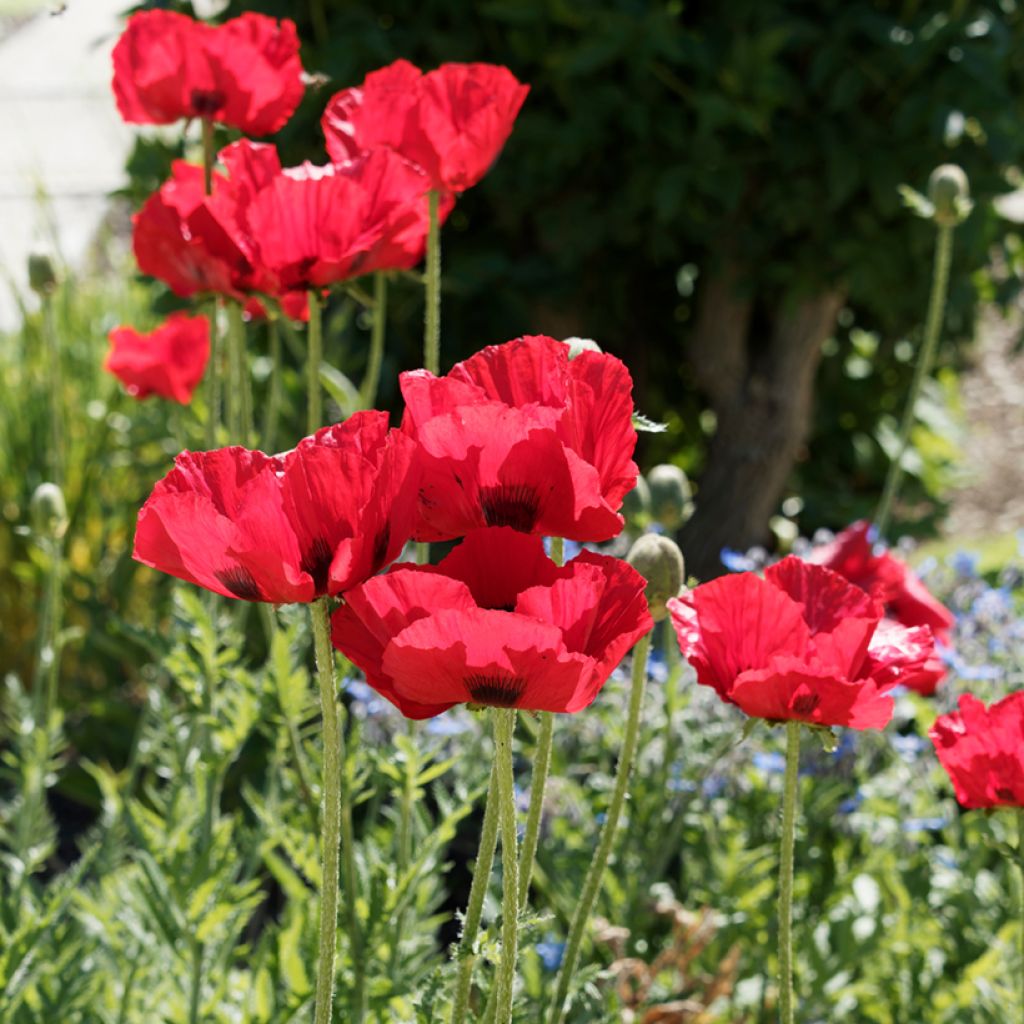 Papaver bracteatum Seeds - Iranian Poppy