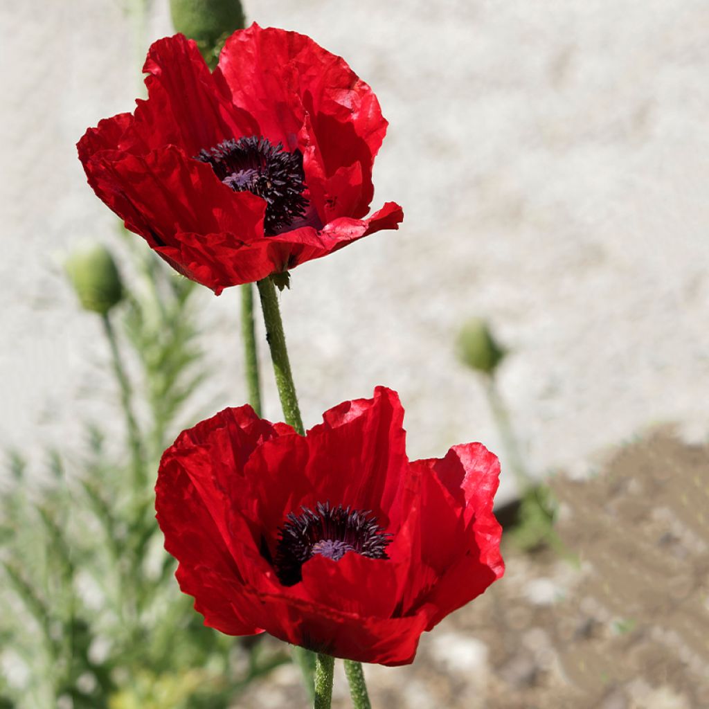Papaver bracteatum Seeds - Iranian Poppy