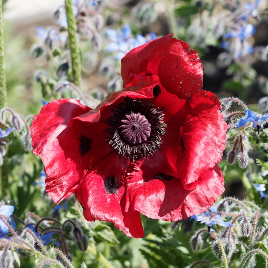 Papaver bracteatum Seeds - Iranian Poppy