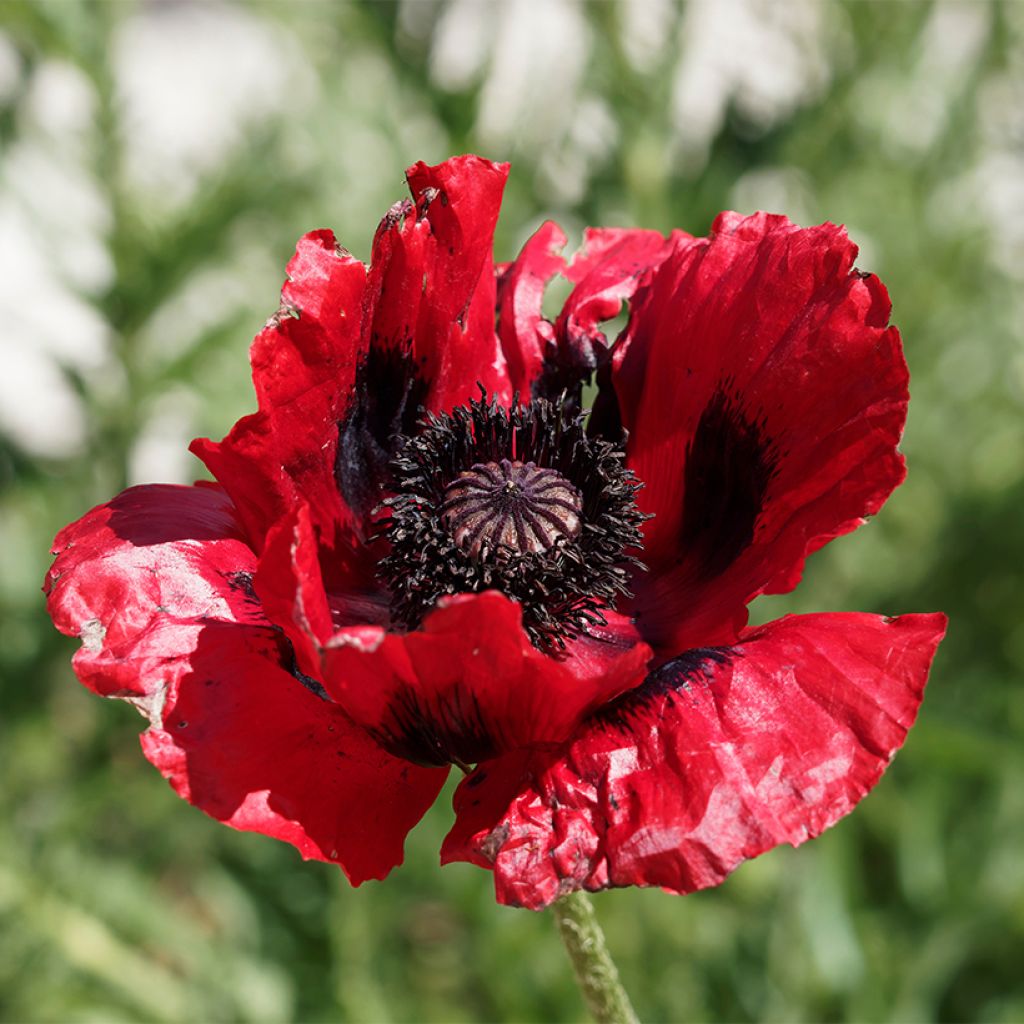 Papaver bracteatum Seeds - Iranian Poppy